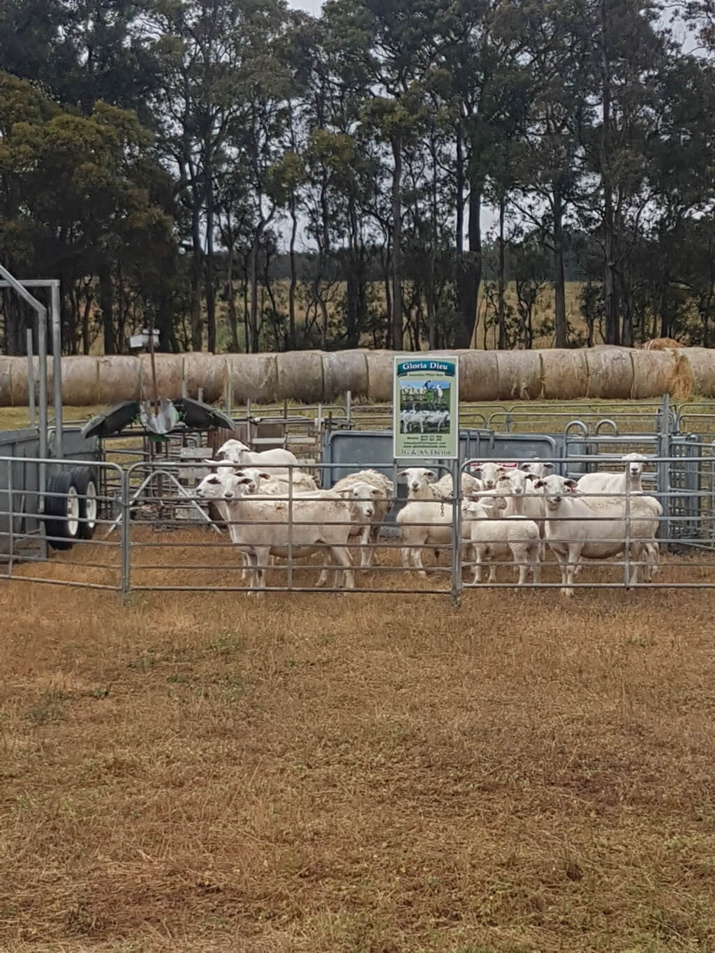 Rams/Ewes For Sale 1